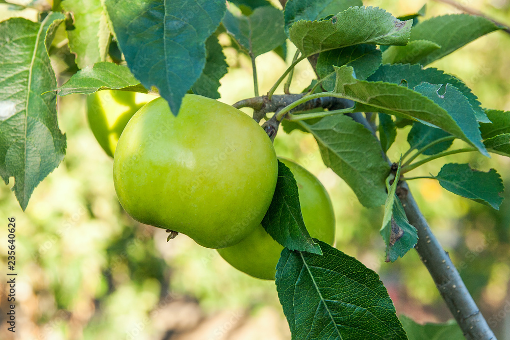 Shiny delicious green apples on a branch ready to be harvested in an apple orchard.. Shiny delicious green apples on a branch ready to be harvested in an apple orchard..