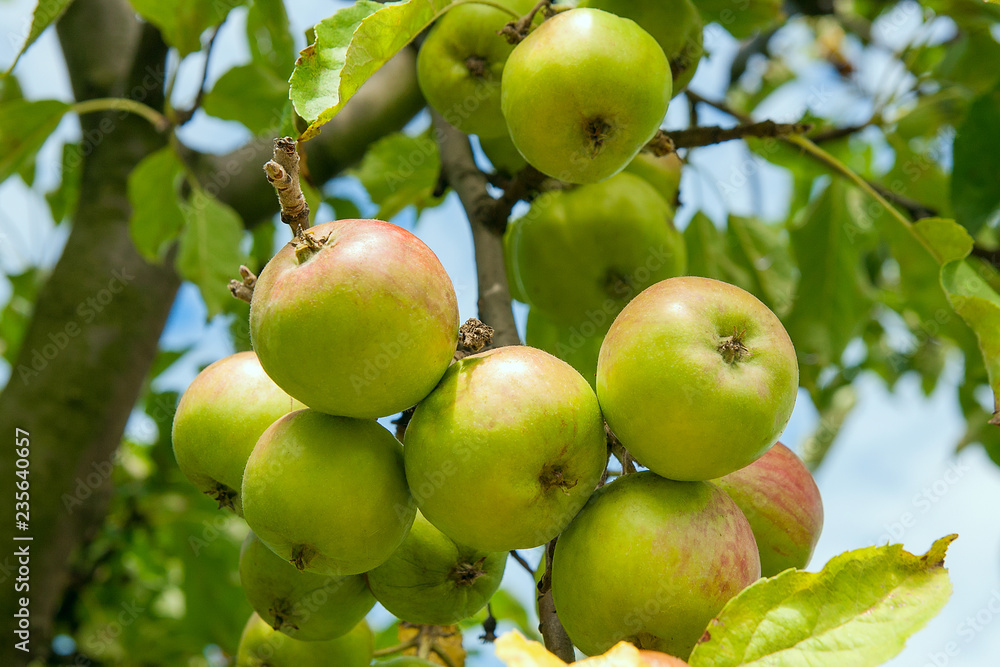 Shiny delicious apples hanging from a tree branch in an apple orchard. Shiny delicious apples hanging from a tree branch in an apple orchard.