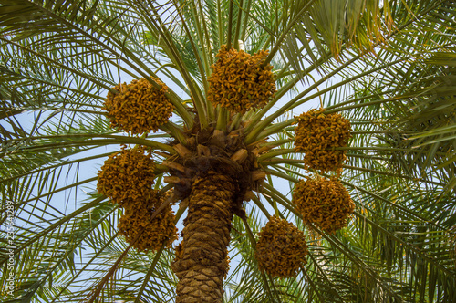  dates palm tree