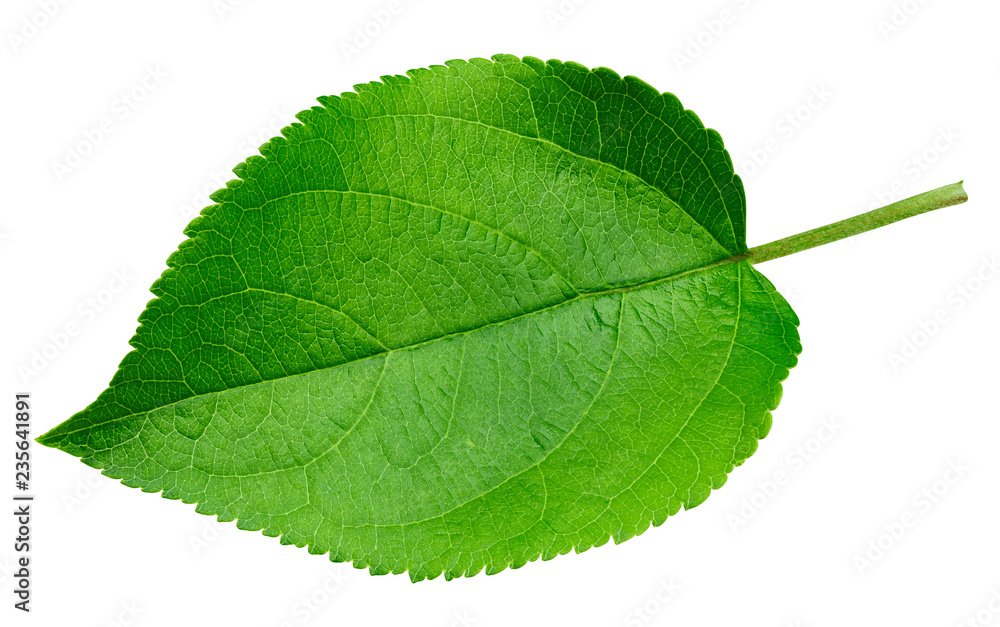Fototapeta premium Apple leaf isolated