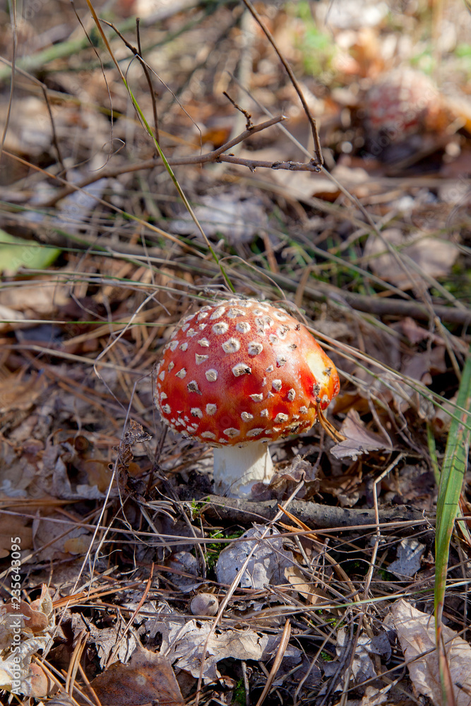 Amanita muscaria, commonly known as the fly agaric or fly amanita.