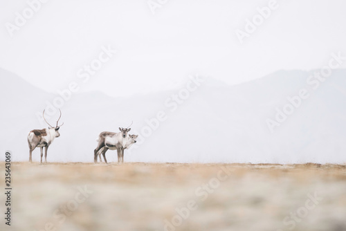 Cold morning in the eastern Iceland, Wild reindeers herd photo