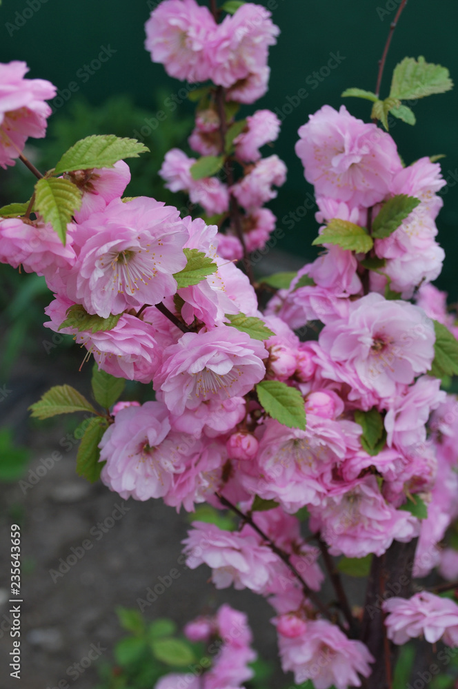 flowers flowers