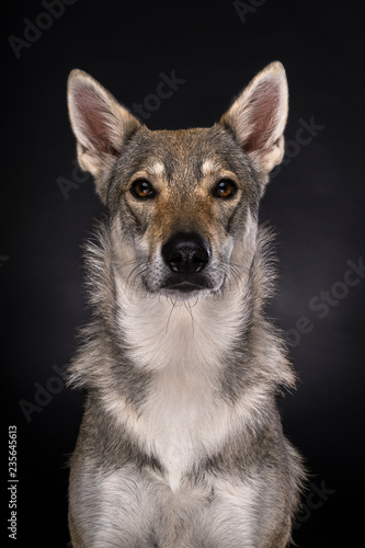 A portrait of a female tamaskan hybrid dog on a black background looking at the camera © Leoniek
