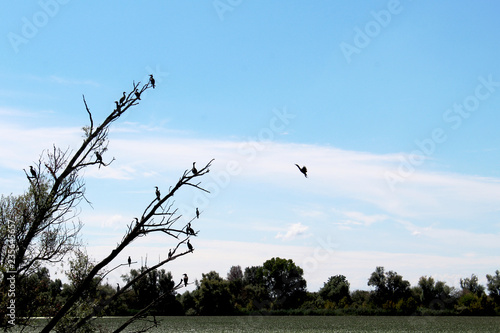 Cormorani photo