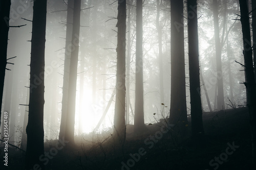 Forest foggy mood in germany