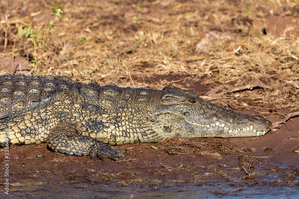Nile Crocodile in Chobe river, Botswana