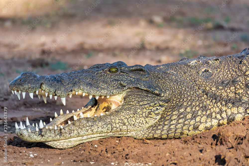 Nile Crocodile in Chobe river, Botswana Nile Crocodile in Chobe river, Botswana