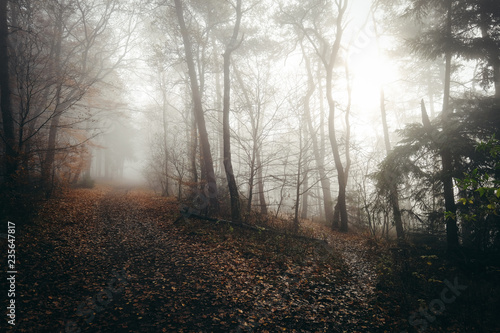 Forest foggy mood in germany