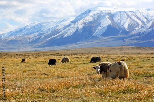 Natural landscape of grazing yak behind the beautiful snow mountain with cloudy and large steppe at Western Mongolia