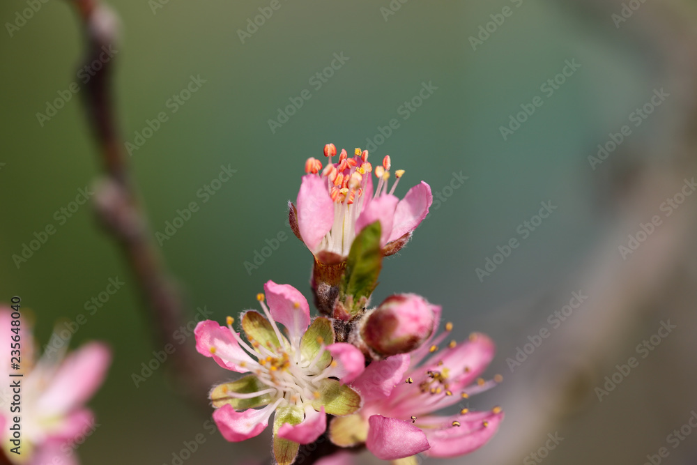 Obraz premium Kwiat brzoskwini