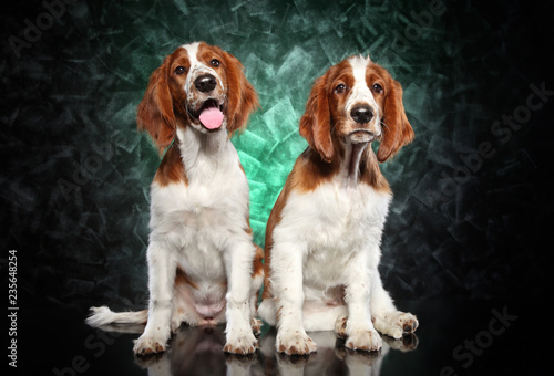 Obraz na płótnie Springer Spaniel puppies on green background