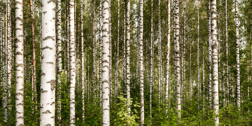 Fototapeta premium Bosque de abedul