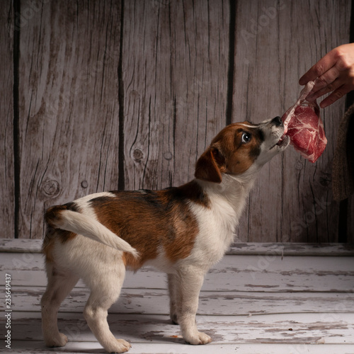 karmienie psa surowym mięsem