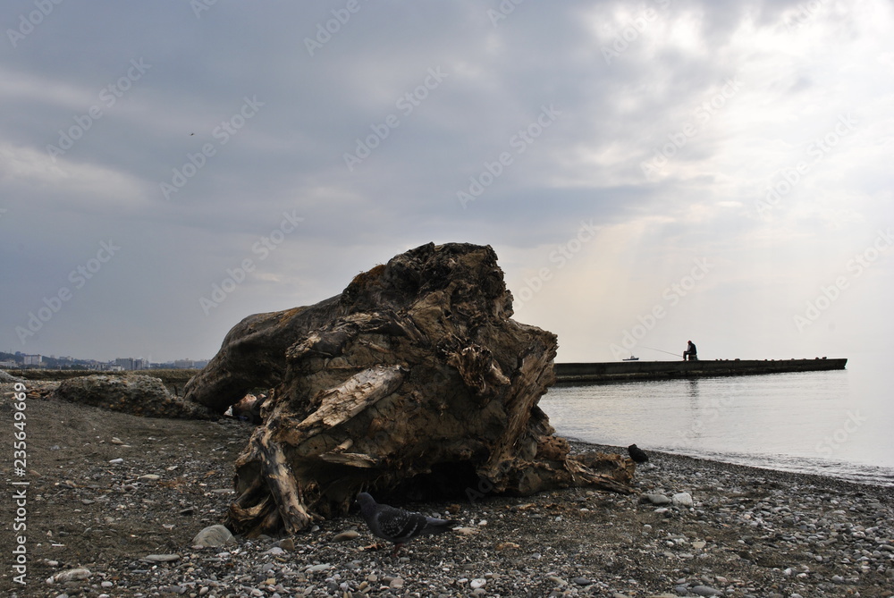 Driftwood by the sea.