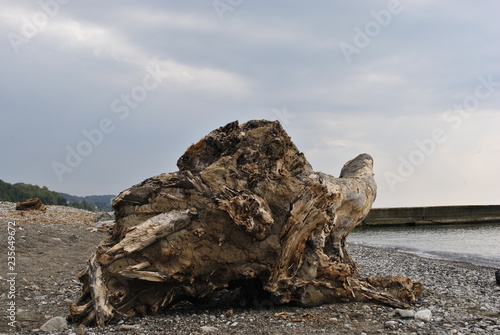The root of the tree on the shore.