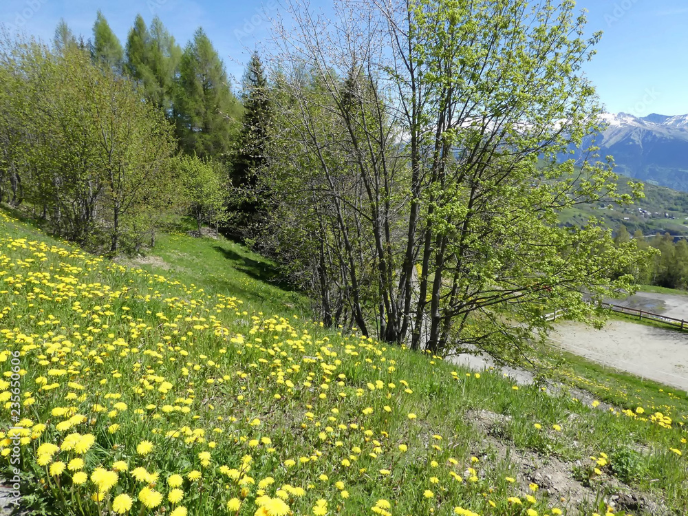 Obraz premium paysage de montagne, haute savoie ,73,maurienne,