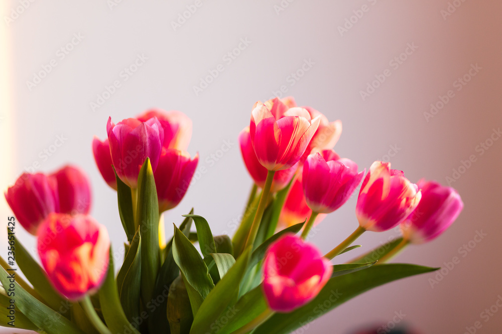 Fototapeta premium bouquet of pink tulips