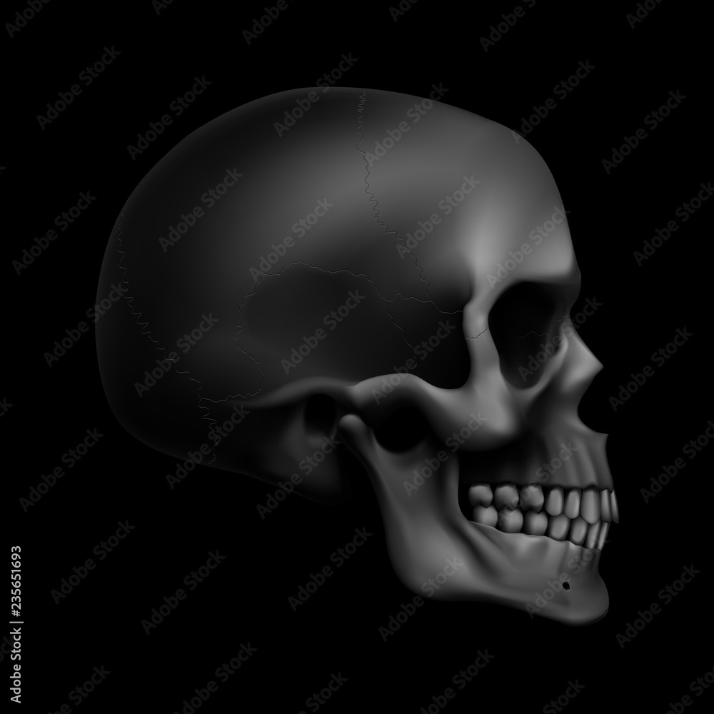 Obraz premium Human Skull