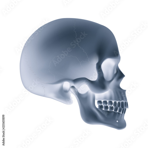 Human Skull