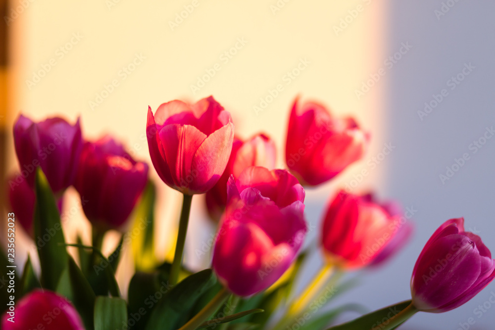 Fototapeta premium bukiet tulipanów