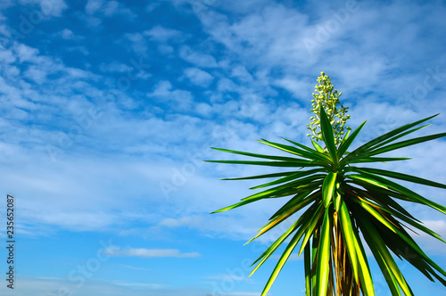 Top of the palm tree with flowers in the blue sky background © Tamara