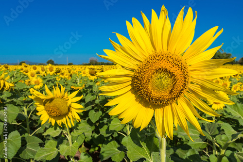 Beautiful landscape with field of blooming sunflowers field over cloudy blue sky and bright sun lights.Thailand.