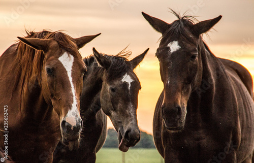 A herd of horses grazes and frolics with each other at sunset. Farm life © Tanya Hendel