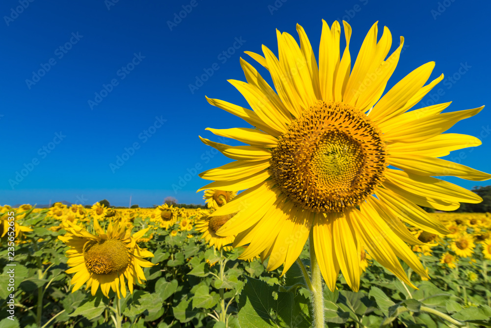 Beautiful landscape with field of blooming sunflowers field over cloudy blue sky and bright sun lights.Thailand. Beautiful landscape with field of blooming sunflowers field over cloudy blue sky and bright sun lights.Thailand.