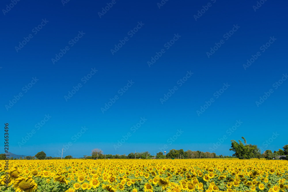 Beautiful landscape with field of blooming sunflowers field over cloudy blue sky and bright sun lights.Thailand.