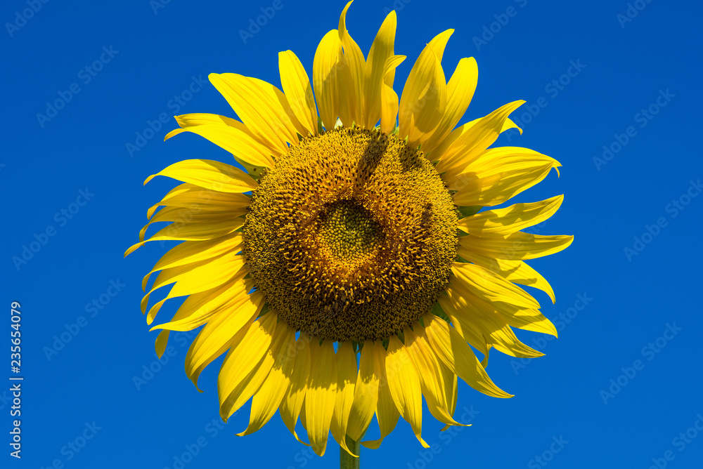 Beautiful landscape with field of blooming sunflowers field over cloudy blue sky and bright sun lights.Thailand.