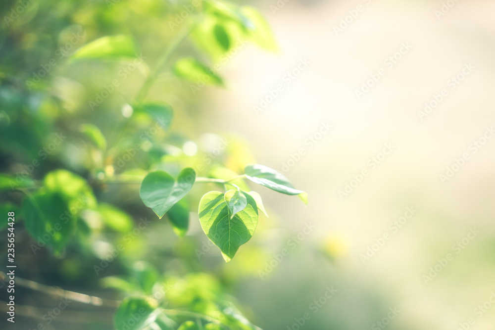 Leaves under Green Background Leaves under Green Background