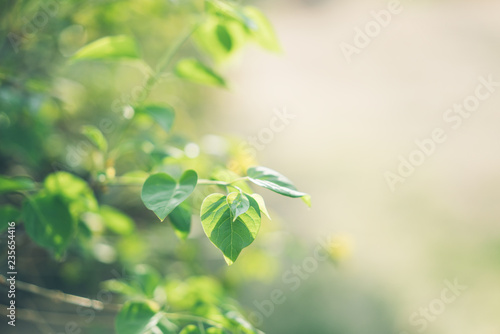 Leaves under Green Background