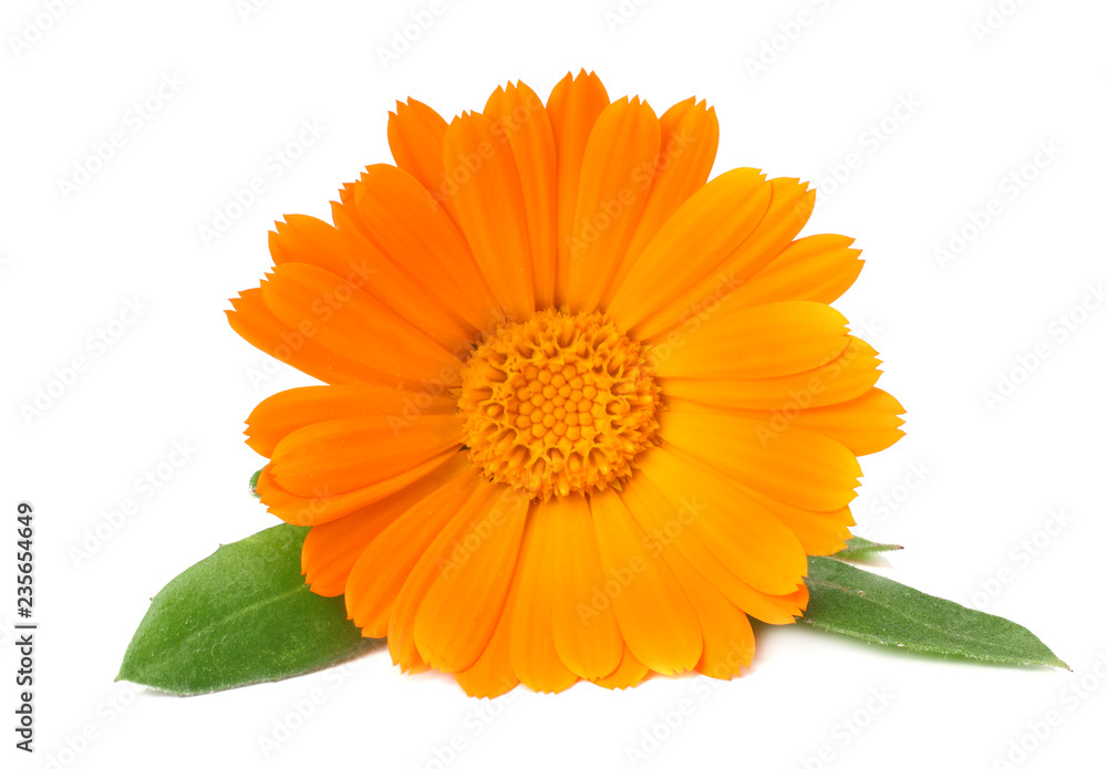 marigold flowers with green leaf isolated on white background. calendula flower. marigold flowers with green leaf isolated on white background. calendula flower.