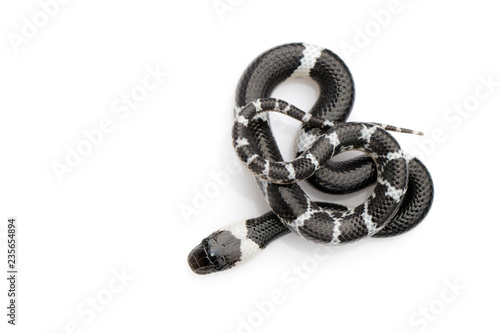 Wizerunek mały wąż na białym tle (Lycodon laoensis), gad ,. Zwierząt