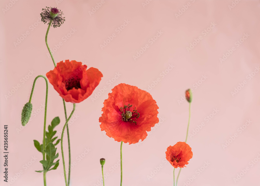 Obraz premium Piękne czerwone maki z pąkami i liśćmi na różowym tle