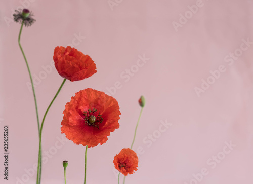 Fototapeta Naklejka Na Ścianę i Meble -  Beautiful red poppies with its buds on pink background