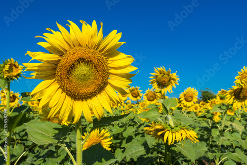 Beautiful landscape with field of blooming sunflowers field over cloudy blue sky and bright sun lights.Thailand.