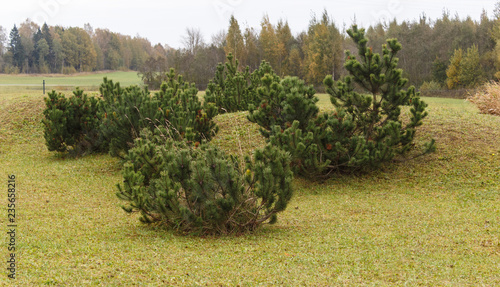small hills with green lawn and mountain pines