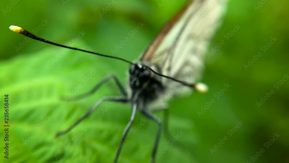 cabbage butterfly macro. smooth hitting the camera on a butterfly cabbage butterfly macro. smooth hitting the camera on a butterfly