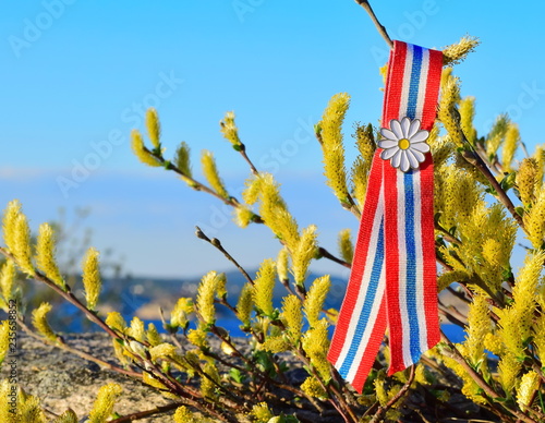  Blossoming yellow arctic willow against blue sky and sea background with Norwegian 17'th of may ribbon. Norway's Constitution Day is celebrated on May 17