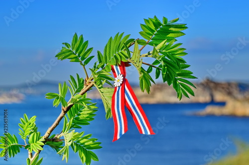 Rowan tree spring leaves  against blue sky and sea background with Norwegian 17'th of may ribbon. Norway's Constitution Day is celebrated on May 17