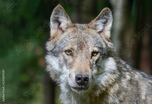 Head shot of grey wolf  Canis lupus  Wildlife photo