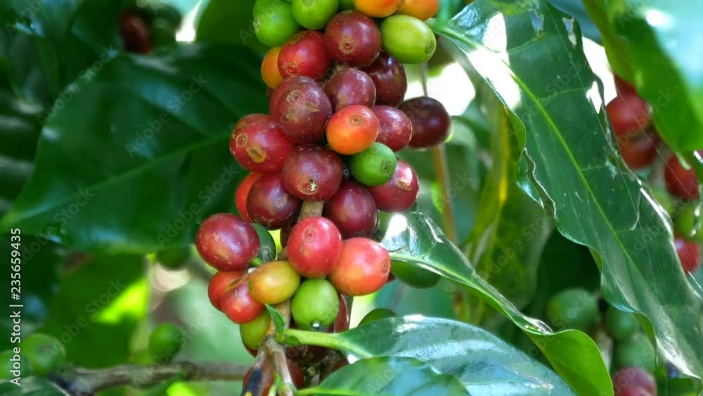 arabica red and green coffee beans branch in coffee plantation. arabica red and green coffee beans branch in coffee plantation.