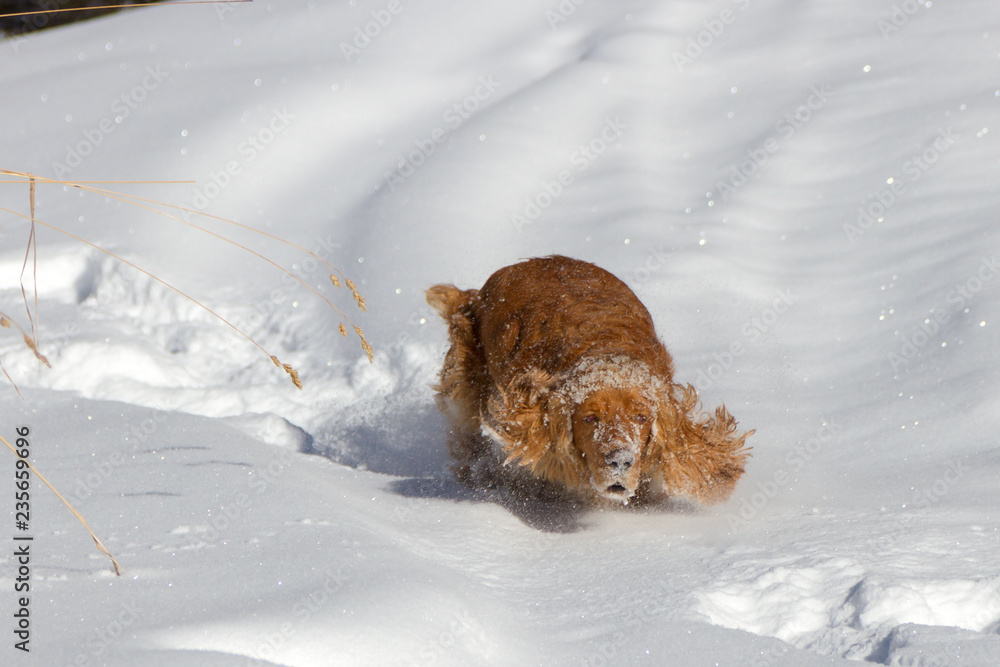 Running happy English cocker spaniel on snow Running happy English cocker spaniel on snow