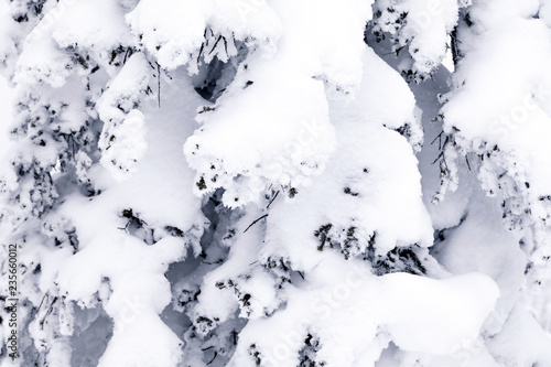 Closeup scenic macro view snow-capped trees. Concept Swiss Alps, Krasnaya Polyana, Sochi, Sheregesh, Austria