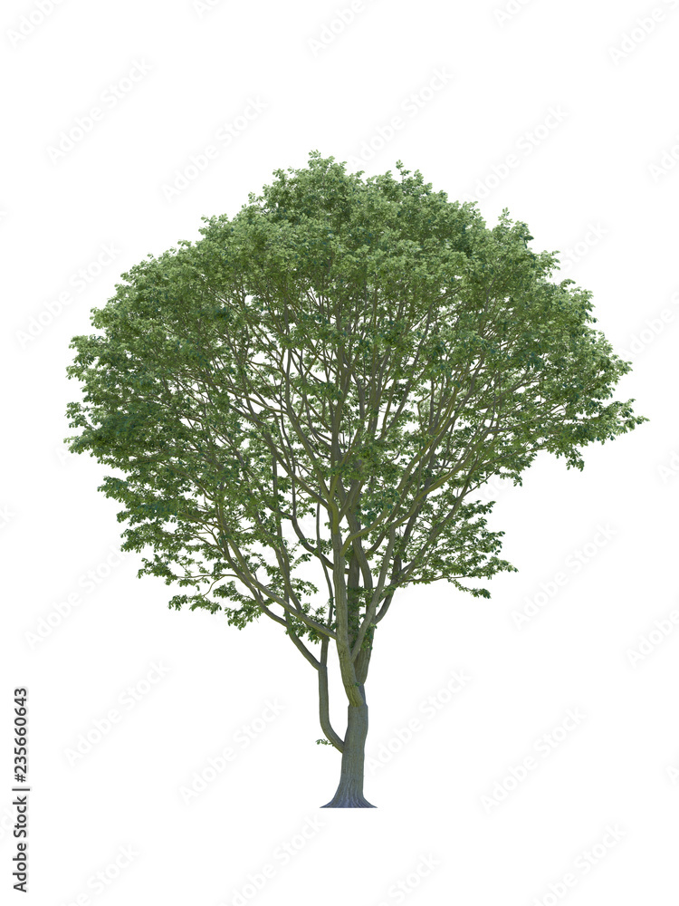 Obraz premium Tree isolated on white background with cliping path.