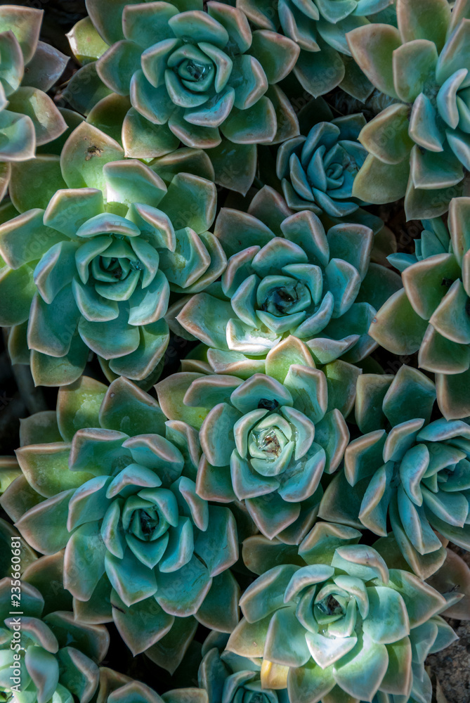 Echeveria in dappled light Echeveria in dappled light