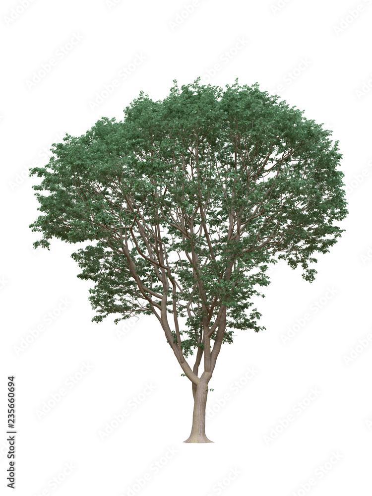 Obraz premium Tree isolated on white background with cliping path.