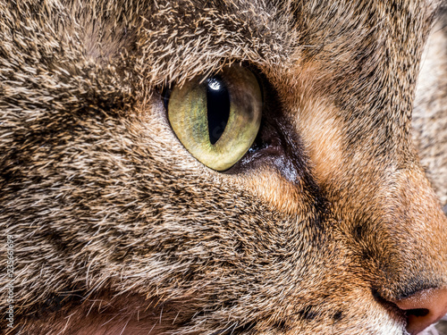 Closeup of Cat Eyes.